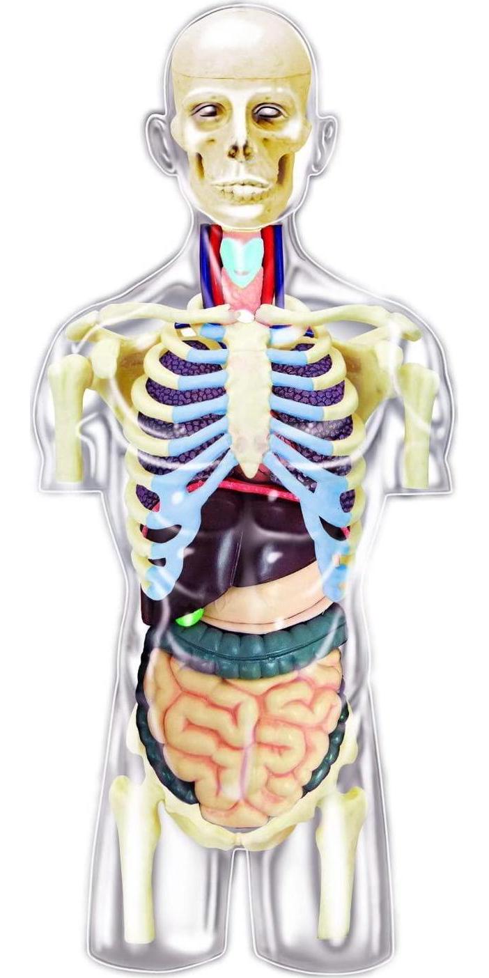 TEDCO, TEDCO 4D Master Transparent Human Anatomy Torso Model Kit, One Color, 26068
