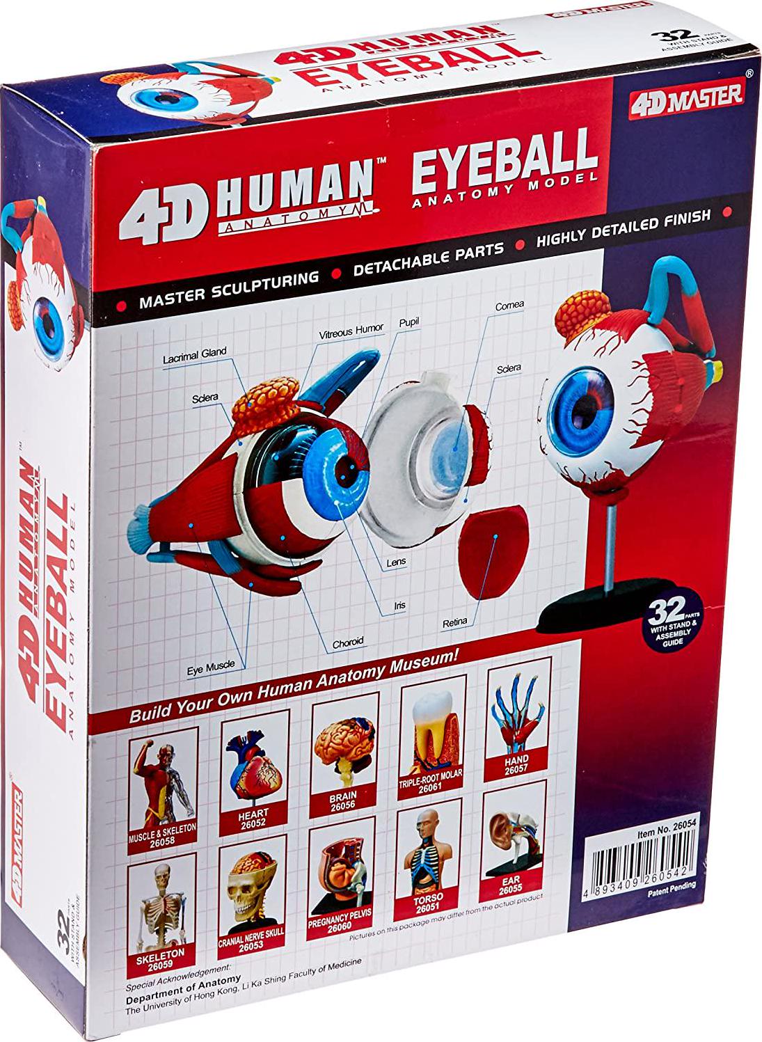 TEDCO, Tedco Human Anatomy - Eyeball Anatomy Model